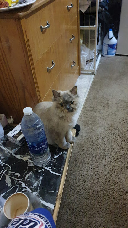 ديوان اللهو