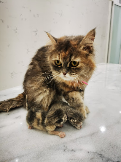 عيادة بيطرية ارض الغابة