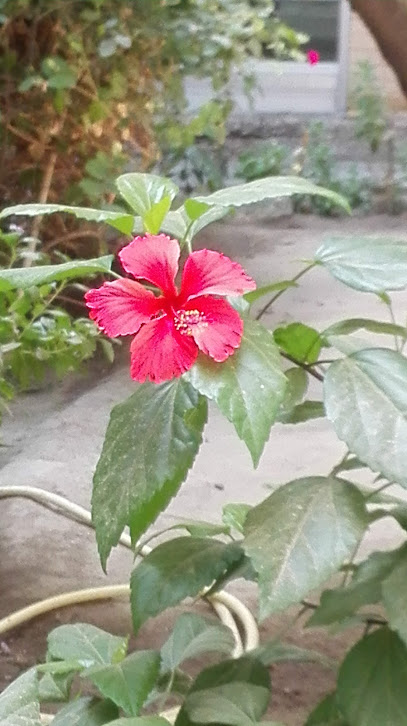 مغسلة العثمان