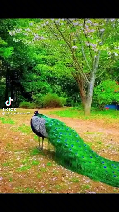 دكتور عبد الجليل مصطفى