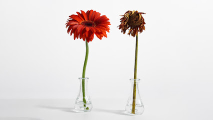 د. مغازى على محجوب