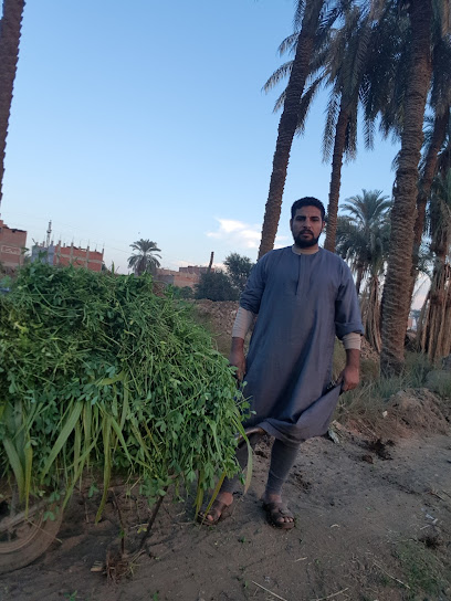 جزيره محمد عبد الوهاب بركات