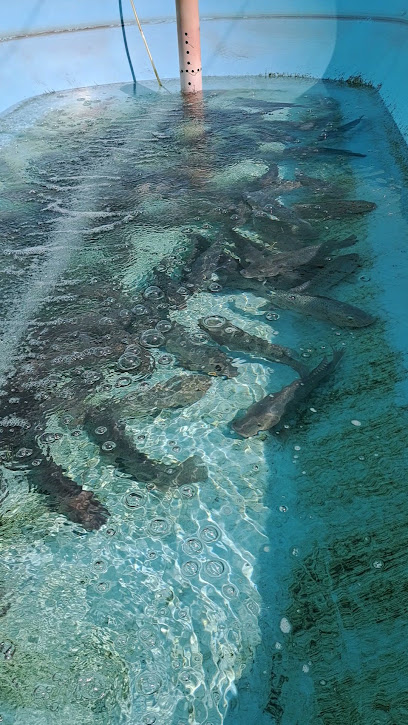 مزرعة اسماك fish farm 99745275