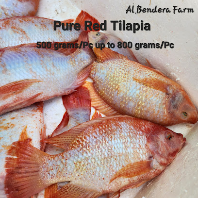 AL BENDERA FISH FARM مزرعة البنديرة لأسماك الحمرا