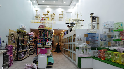 القطة الرائعة