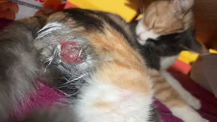 صيدلية غزلان الشمال البيطريه