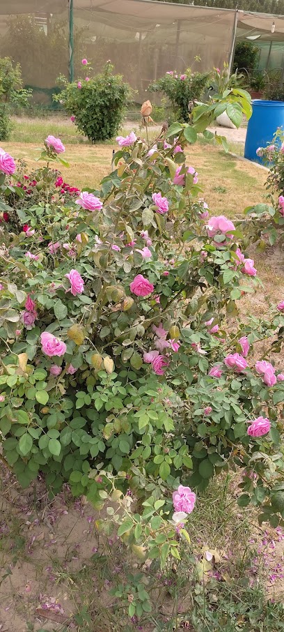 ابتدائية ومتوسطة وثانوية راس مشعاب