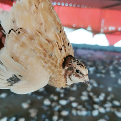 شركة البيداء للدواجن و السمان