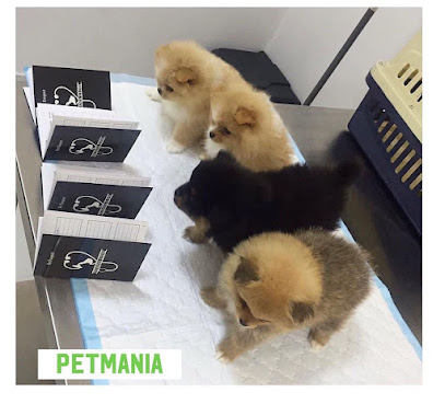 Petmania Veterinary Clinic