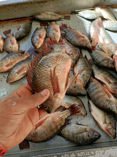 اسماك المعداوي