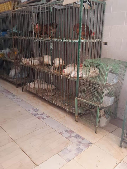 طيور هدى الإسلام