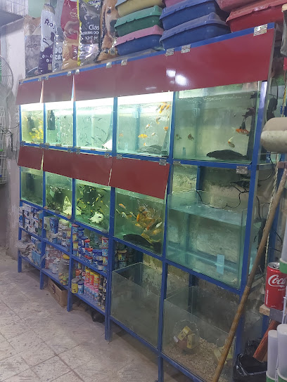 محل دولفين لطيور واسماك الزينه وكل ما يخص الحيوانات الاليفه