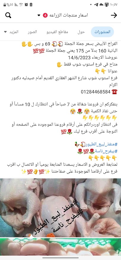 منفذ لبيع الطيور 4