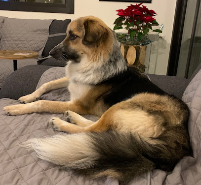 Dr. Bechara Mrad Maalouf (Dr. Well) Parvo Virus Specialist