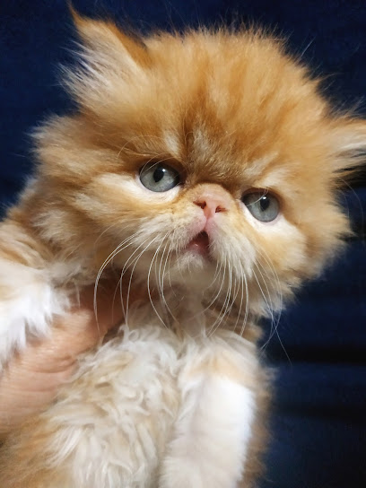 محل بيع قطط ومستلزماتها